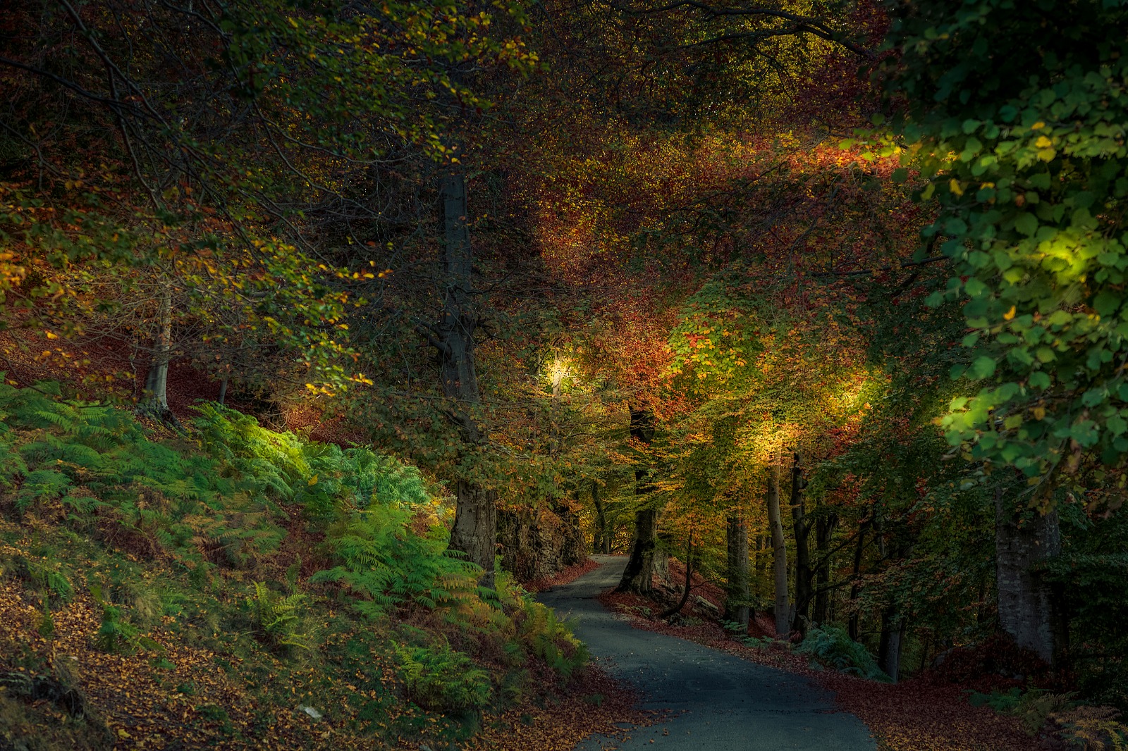 Bosco autunnale in Valle Intelvi
